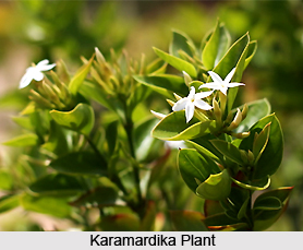 Karamardika, Indian Medicinal Plant