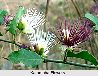 Karambha, Indian Medicinal Plant