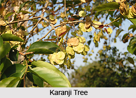 Karanji, Indian Medicinal Plant