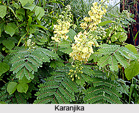 Karanjika Pant, Indian Medicinal Plants