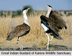Karera Wildlife Sanctuary, Shivpuri district, Madhya Pradesh