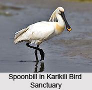 Karikili Bird Sanctuary, Tamil Nadu