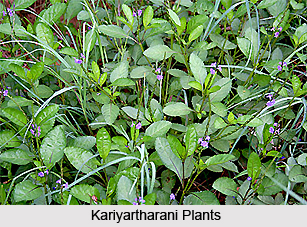 Kariyartharani, Indian Medicinal Plants
