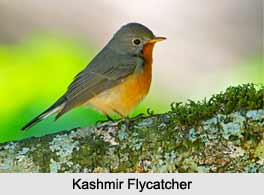 Kashmir Flycatcher, Indian Bird