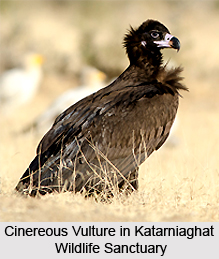 Katarniaghat Wildlife Sanctuary, Uttar Pradesh