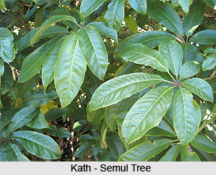 Kath-Semul, Indian Medicinal Plant
