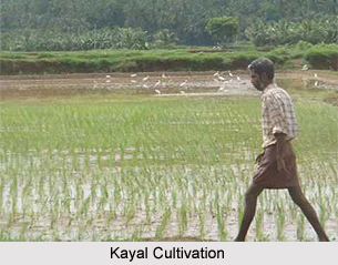 Kayal Cultivation in Kerala