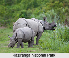 Kaziranga, Assam