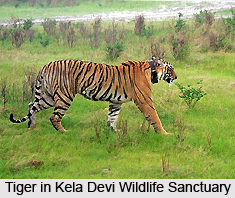 Kela Devi Wildlife Sanctuary, Rajasthan