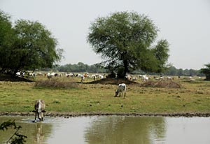 Keoladeo Ghana National Park