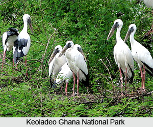 Keoladeo Ghana National Park, Rajasthan