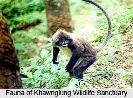 Khawnglung Wildlife Sanctuary, Aizawl, Mizoram