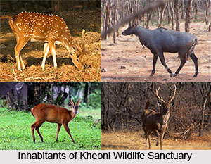 Kheoni Wildlife Sanctuary, Dewas District, Madhya Pradesh