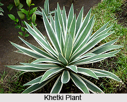 Khetki, Indian Medicinal Plants