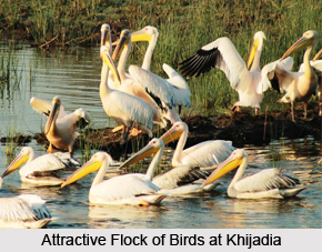 Khijadiya Bird Sanctuary, Jamnagar District, Gujarat