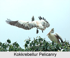 Kokkrebellur Pelicanry, Reserve Forest, Karnataka.