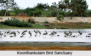 Koonthankulam Bird Sanctuary, Tamil Nadu