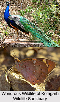 Kotagarh Wildlife Sanctuary, Kandhamal District, Odisha