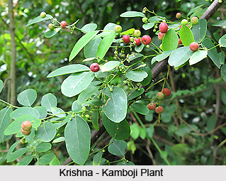Krishna-Kamboji, Indian Medicinal Plant