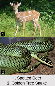 Krishna Wildlife Sanctuary, Andhra Pradesh