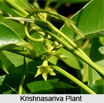 Krishnasariva, Indian Medicinal Plant
