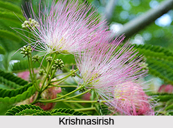 Krishnasirish, Indian Medicinal Plant