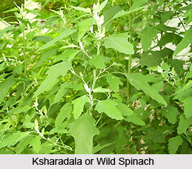 Ksharadala, Wild spinach, Indian Medicinal Plant