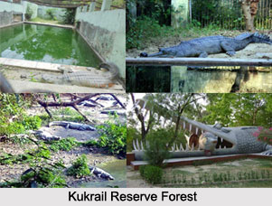 Kukrail Reserve Forest, Lucknow