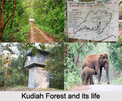 Kuldiha Forest, Balasore District, Odisha