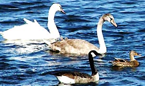 Kumarakom Bird Sanctuary in Kottayam, South India