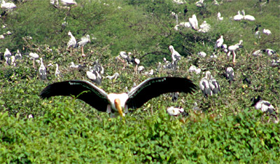Kumarakom Bird Sanctuary, Kerala