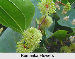 Kumarika, Indian Medicinal Plant