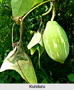 Kunduru, Indian Medicinal Plants