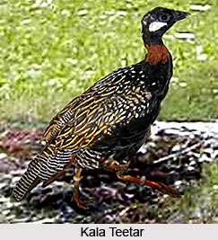 Kuno Wildlife Sanctuary, Sheopur District, Madhya Pradesh