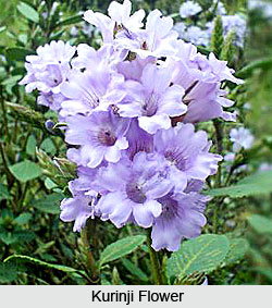 Kurinji Flower