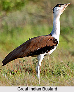Kutch Bustard Sanctuary