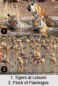 Kutch Desert Wildlife Sanctuary, Rann of Kutch, Gujarat