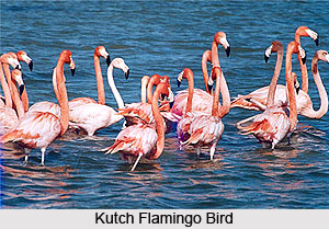 Kutch Wildlife Santuary
