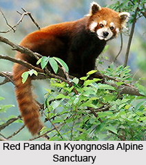 Kyongnosla Alpine Sanctuary, Sikkim