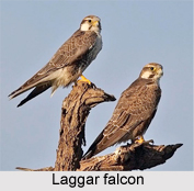 Laggar Falcon, Indian Bird