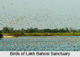 Lakh Bahosi Sanctuary, Kannauj District, Uttar Pradesh