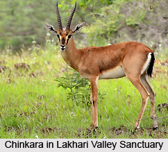 Lakhari Valley Sanctuary, Orissa