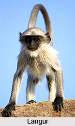 Langur, Indian Animal