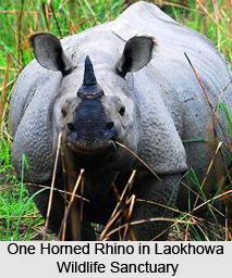 Laokhowa Wildlife Sanctuary