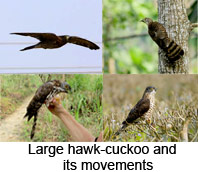 Large Hawk-Cuckoo, Indian Bird