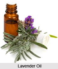 Lavender Oil