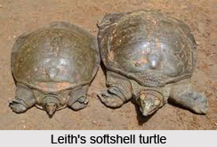 Leith`s Softshell Turtle, Indian Reptile