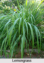 Lemongrass Oil