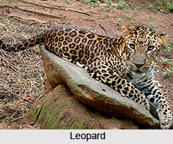 Mudumalai Wildlife Sanctuary