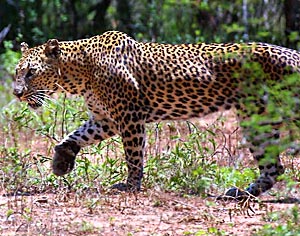 Leopard